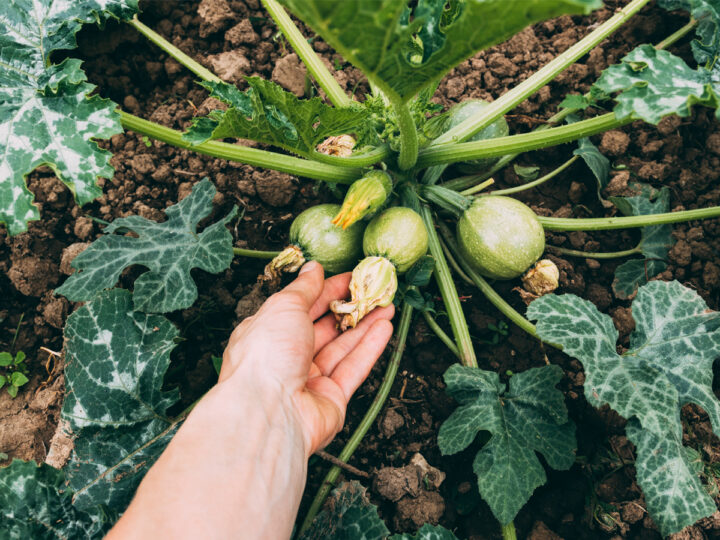 Greenhouse for growing tomatoes